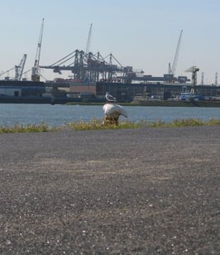 Gewassen betontegel Lloydkwartier Rotterdam